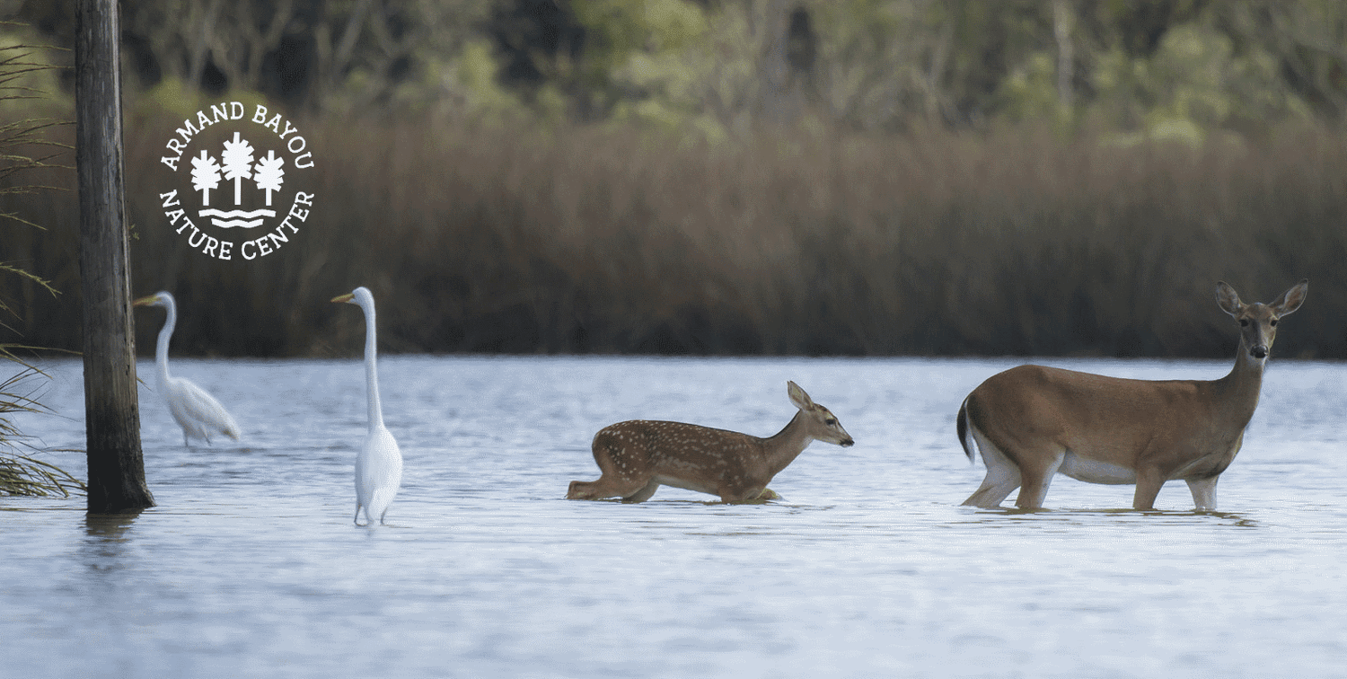 Armand Bayou Nature Center